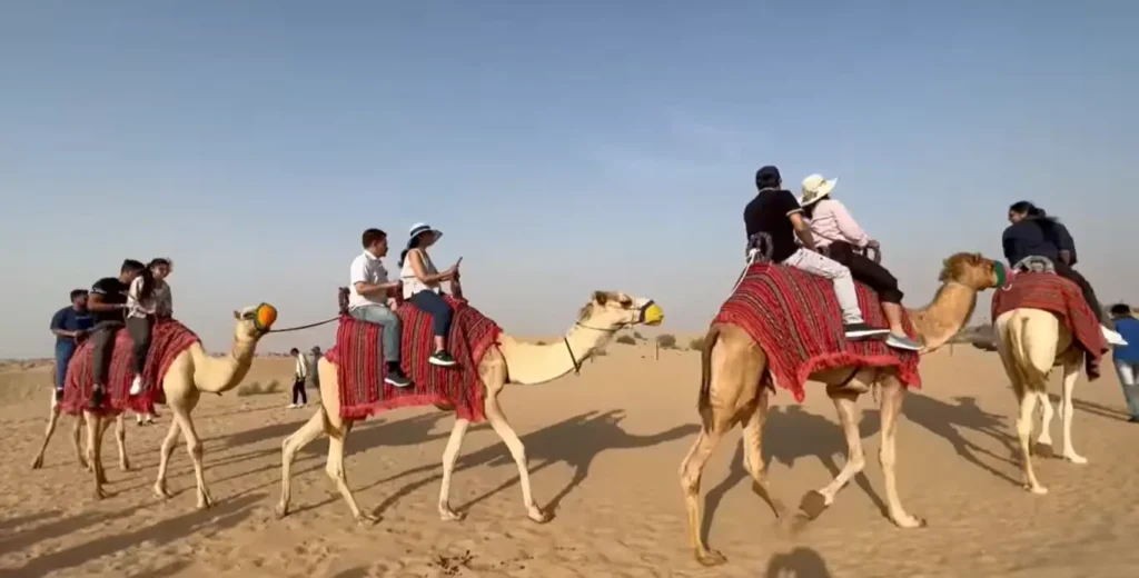 camel riding in desert of dubai in morning time