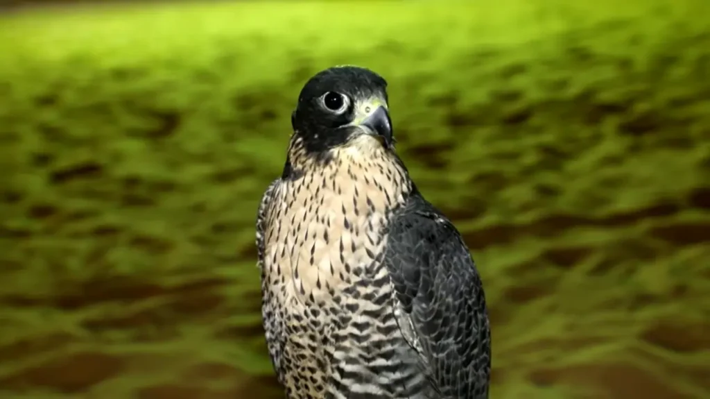 falcon in desert safari