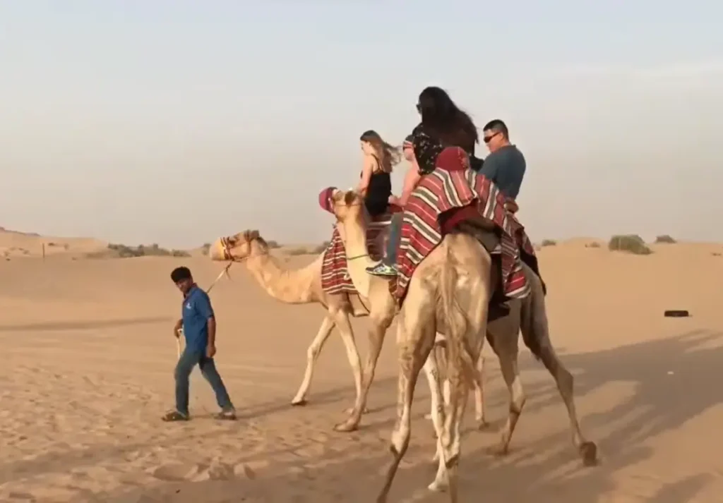 riding on camel in dubai dasert safari