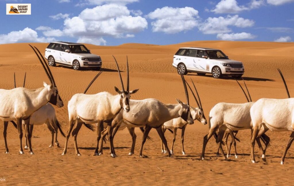 Dubai Desert Conservation Reserve Safari